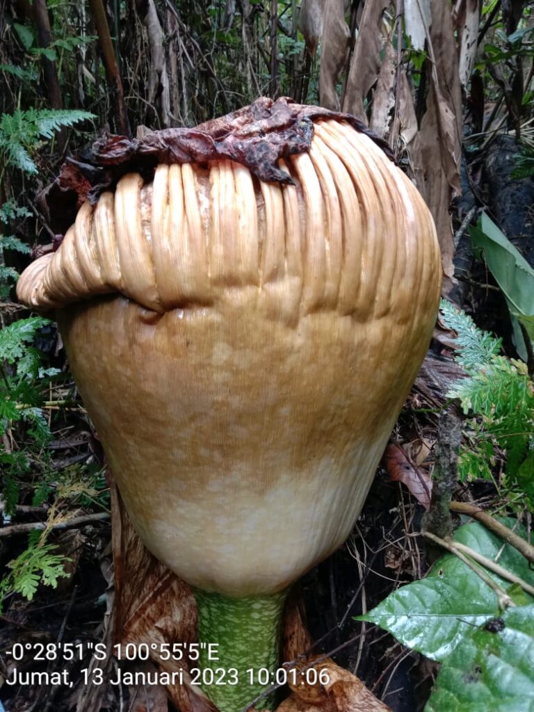 Amorphophalus Titanum Mekar