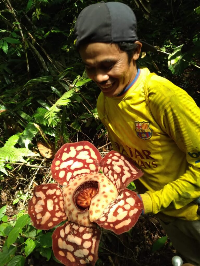 Bunga Raflesia ditemukan di Nagari Wisata Aie Angek