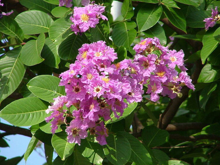 Tumbuhan Bungur (Aleurites moluccana)