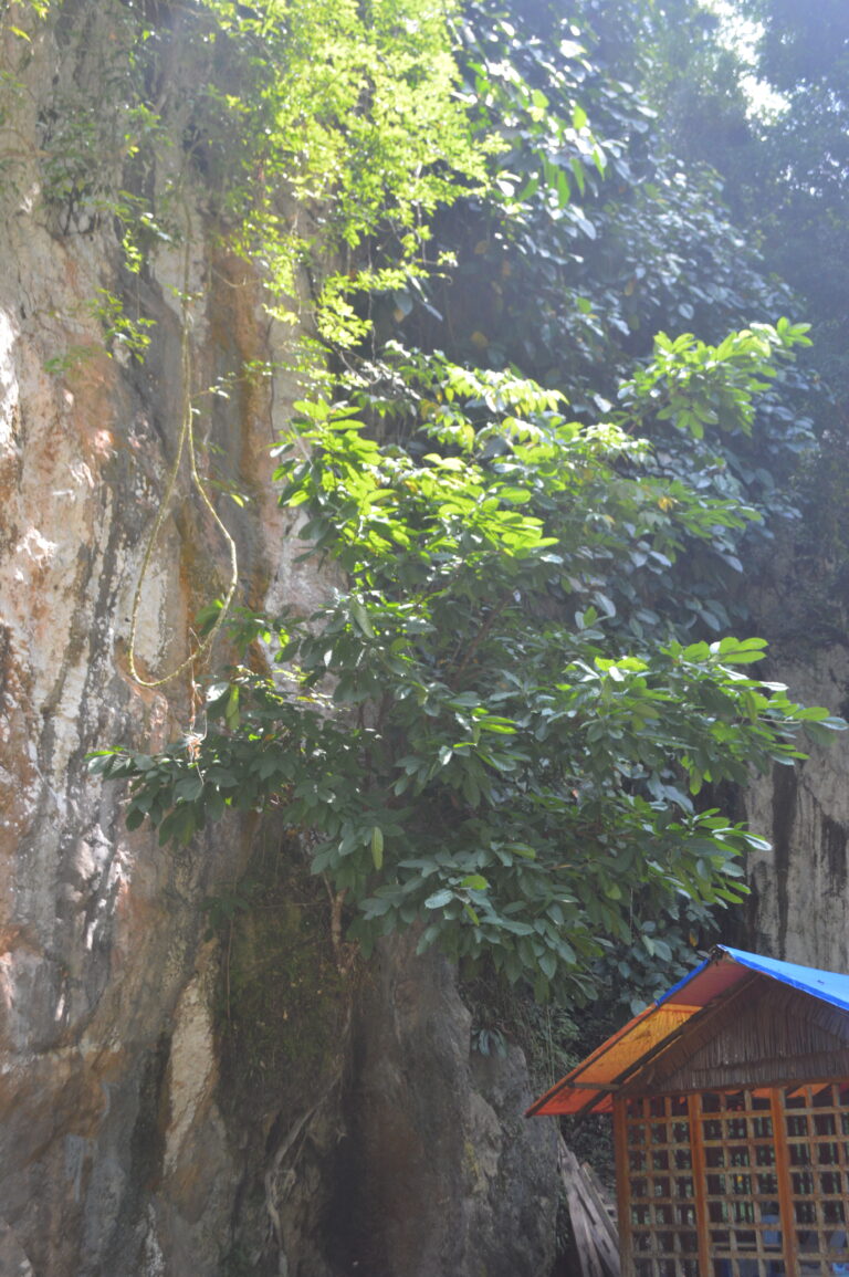 Tumbuhan Ilat-ilatan (Ficus callosa)