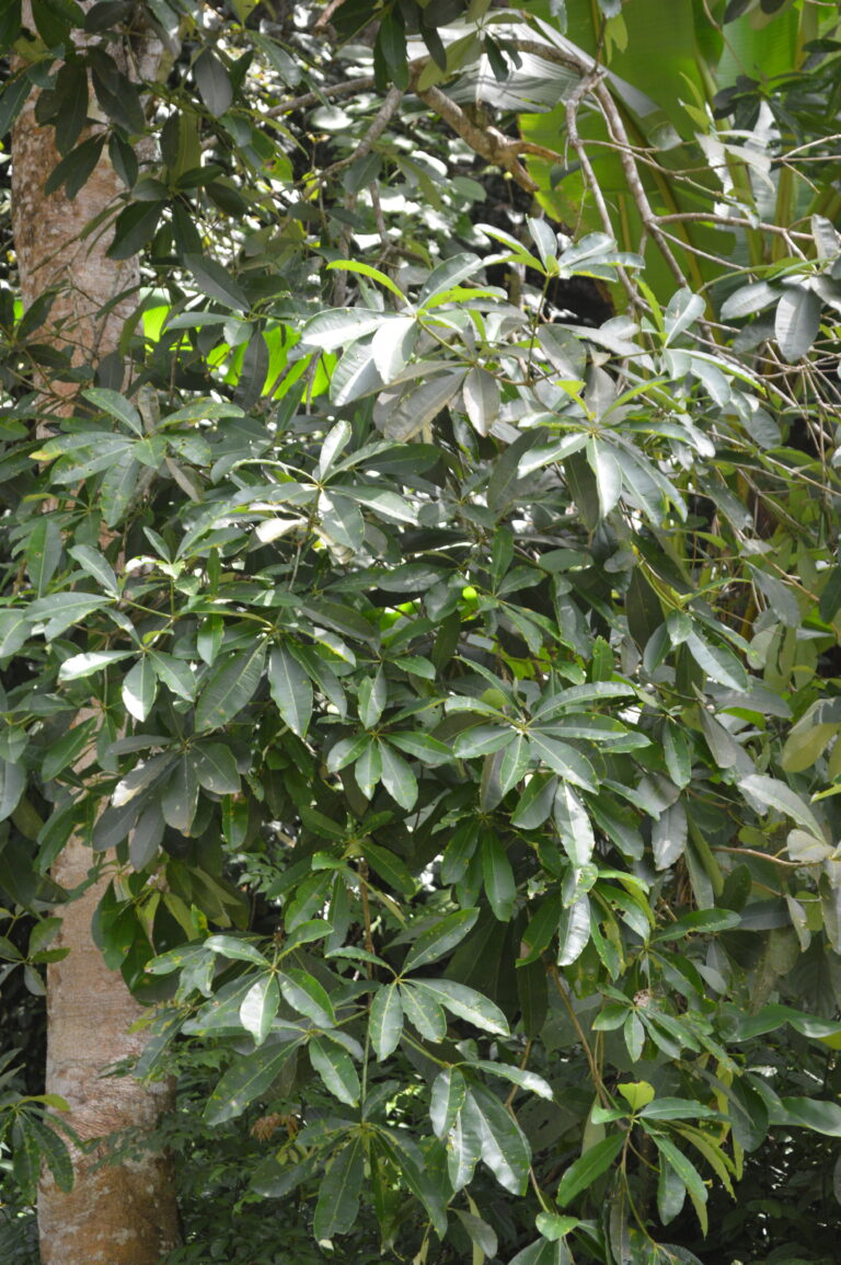 Tumbuhan Pulai (Alstonia scholaris L. R. Br.)