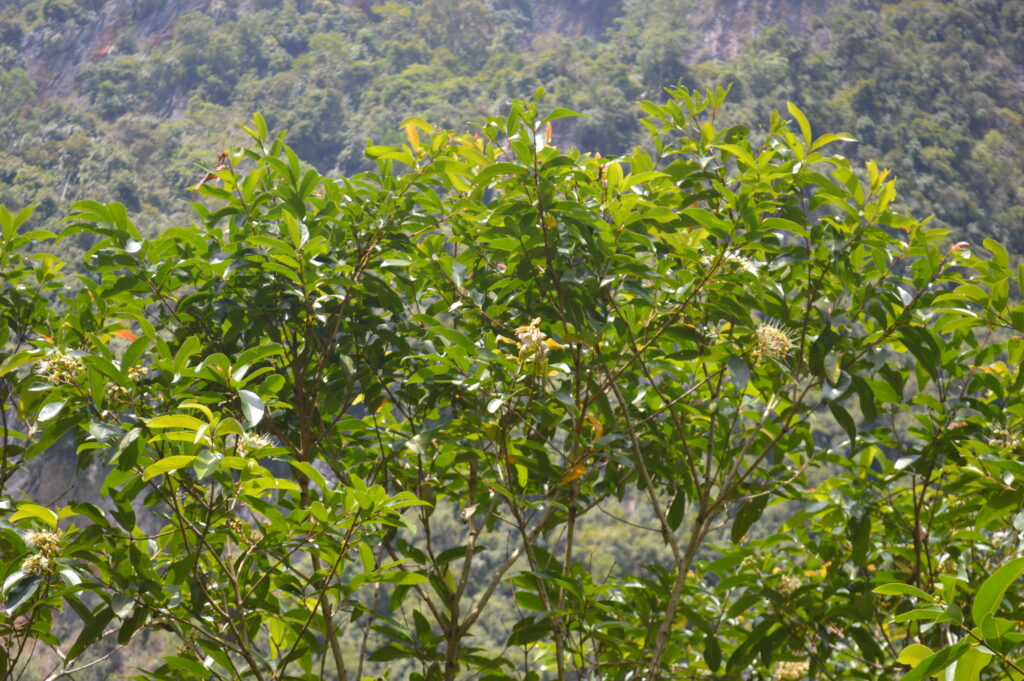 Tumbuhan Jambu Air Eugenia Aquea Burm F Welcome To Geopark Ranah Minang Silokek