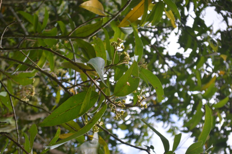 Tumbuhan Jambu Air (Eugenia aquea Burm. F)