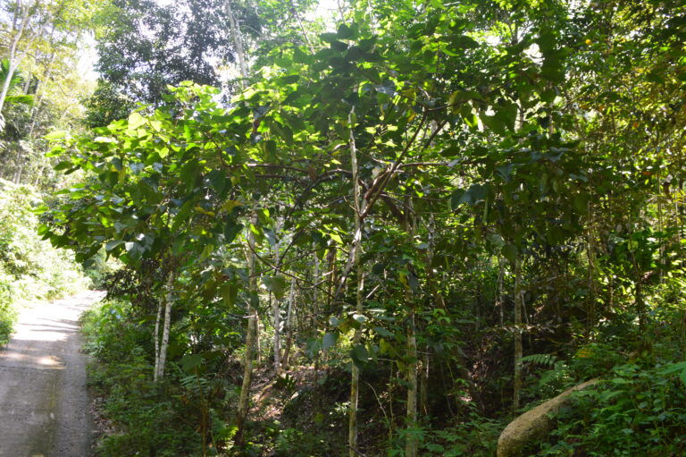 Tumbuhan Jati Putih (Gmelina arborea Roxb.)