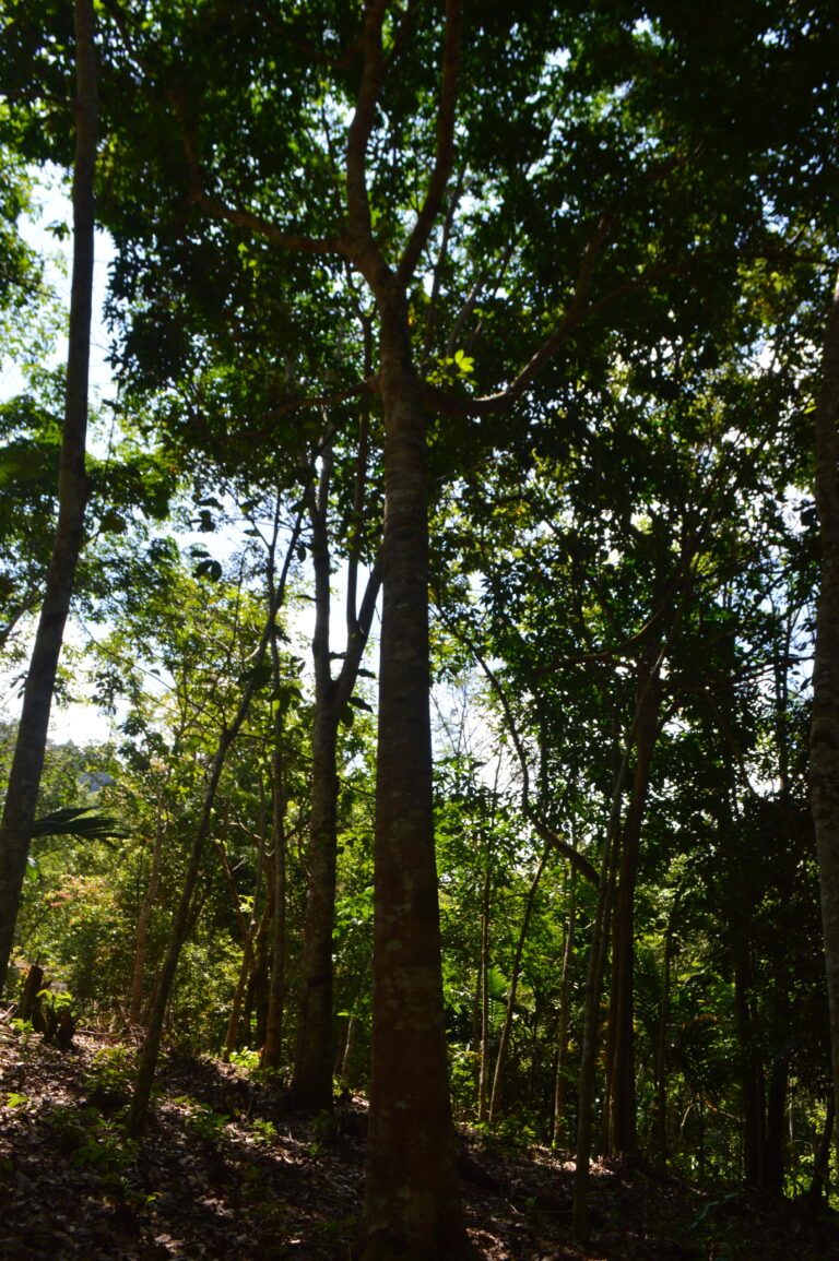 Tumbuhan Kayu Manis (Cinnamomum verum)