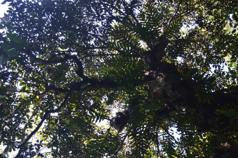Tumbuhan Pauah Ameh (Mangifera similis)