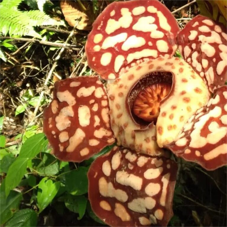 Tumbuhan Raflesia (Rafflesia hasseltii)