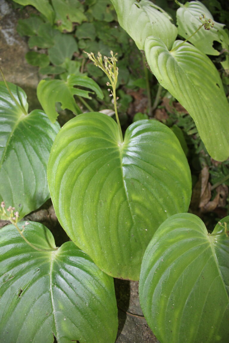 Tumbuhan Tapal Selembar (Monophyllaea horsfieldii)