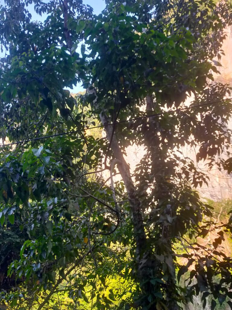 Tumbuhan Kemiri (Aleurites moluccana)