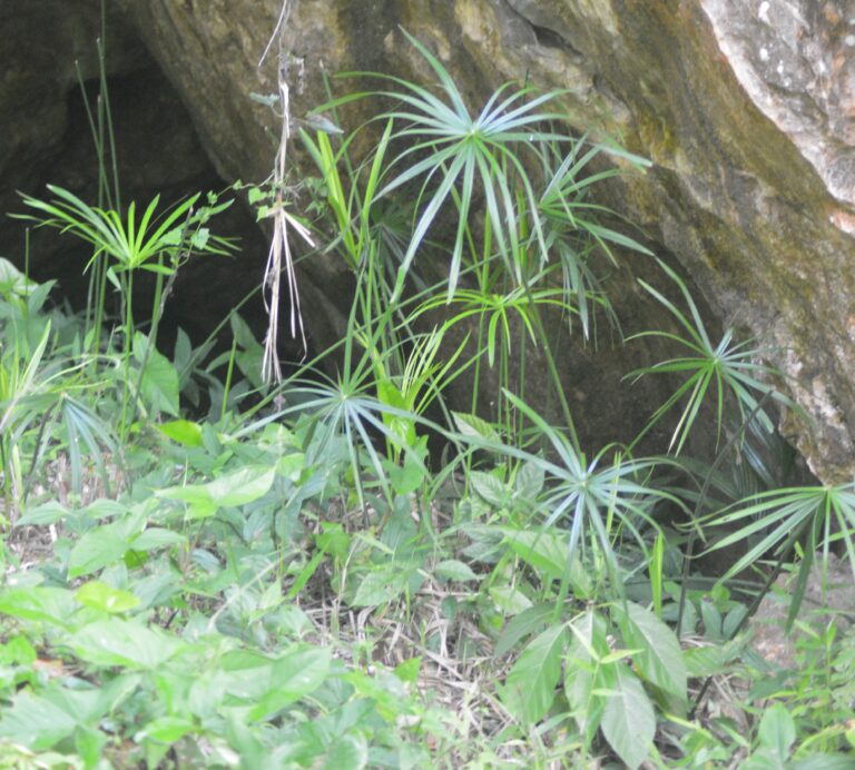 Tumbuhan Rumput Payung (Cyperus alternifolius)
